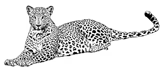 leopard